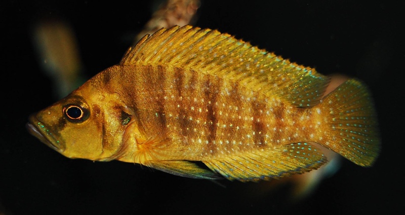 Altolamprologus compressiceps 'Mutondwe Island' Jovan Curcic